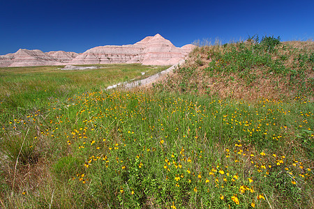 美国荒地国家公园植物场地植被环境阵风花朵土地公园国家栖息地图片