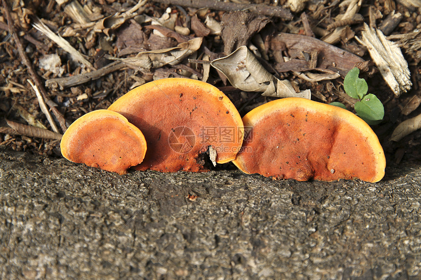 树木蘑菇木头寄生虫霉菌森林孢子荒野叶子红色植物图片
