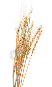 谷类稻草面粉谷物团体燕麦农场粮食面包耳朵小麦图片