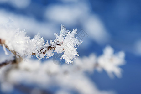 带雪花的分支向上图片