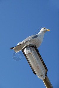 灯柱上的海鸥鸥科蓝色翅膀鸟类野生动物动物白眼宏观龟形天空图片