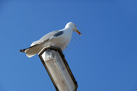 灯柱上的海鸥野生动物蓝色天空龟形白眼翅膀鸟类羽毛动物鸥科图片
