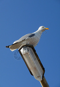 灯柱上的海鸥蓝色动物羽毛天空鸥科白眼野生动物鸟类龟形宏观图片