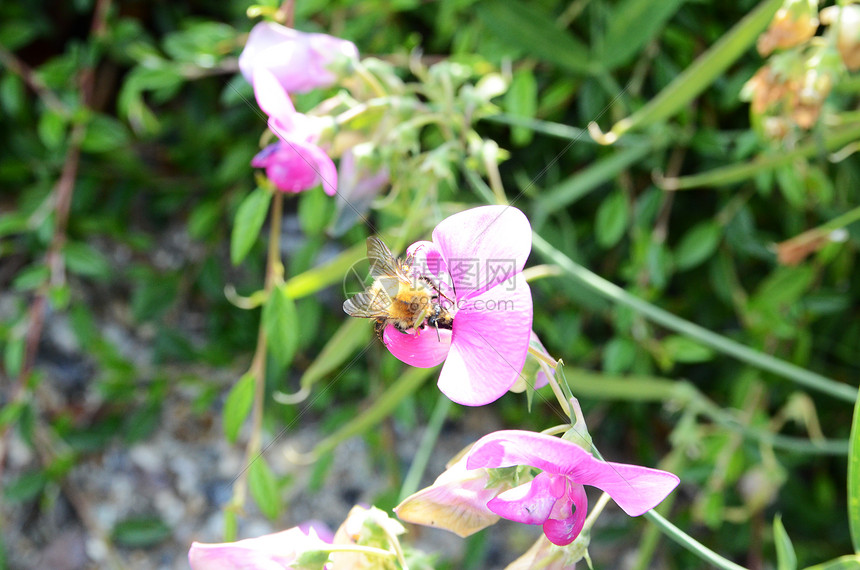 松龙花上的蜜蜂翅膀生长金鱼紫色野生动物昆虫漏洞植被叶子花瓣图片