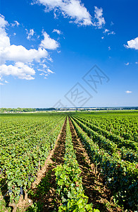 法国伯根迪葡萄园农村葡萄园植物酒业藤蔓外观位置乡村世界绿色背景图片