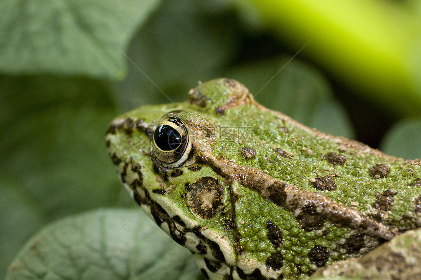 共同水青蛙环境活力绿色动物眼睛植被池塘野生动物宏观青蛙图片