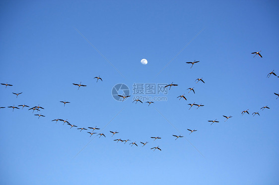 天空上有许多火烈的星宿动物群翅膀飞行荒野公园蓝色情调生物异国鸟类图片