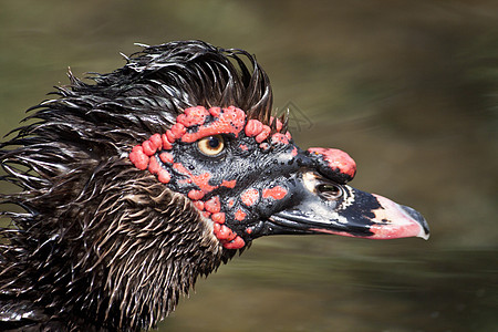 鸭头动物群鸟类账单红色蓝色羽毛黑色眼睛红花动物背景图片