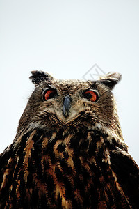 摇滚鹰乌鸦猎人猎物鸟类野生动物食肉眼睛翅膀棕色羽毛猫头鹰图片