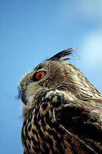 摇滚鹰乌鸦猎物猎人猫头鹰岩石食肉动物棕色捕食者羽毛眼睛图片