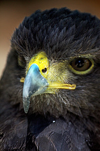 黄金角头动物园账单棕色猎物羽毛动物群食肉动物猎人翅膀图片