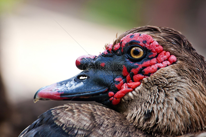 鸭头红花眼睛棕色羽毛红色黑色鸭子图片
