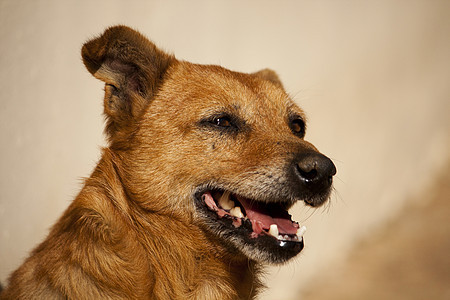 狗头宠物舌头牙齿犬类小狗动物猎犬朋友棕色图片