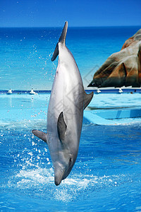 海豚跳跃蓝色哺乳动物游戏生物海洋潜水游泳者乐趣游泳吸引力图片