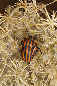 带条护盾虫天线昆虫学红色漏洞半翅目昆虫条纹宏观种子野生动物图片