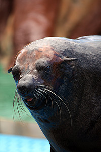 南南非海豹演员毛皮狮子公园海洋乐园哺乳动物反射动物图片