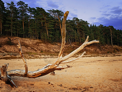 浮层在海滩的晚上松树树干木材支撑日志风化枯木松林天空木头背景