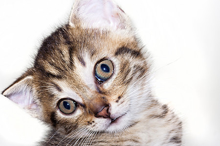 小猫咪 惊异的眼神图片
