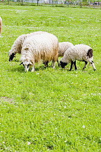 波斯尼亚和黑塞哥维纳草原上的绵羊畜牧业动物群乡村动物动物学国家农村哺乳动物外观农业图片
