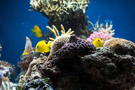 含有鱼类和珊瑚的水族馆潜水蓝色花园海洋异国生活浮潜游泳情调热带图片