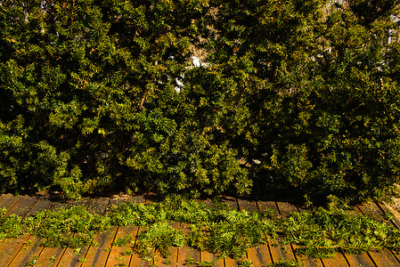 守着对冲花园树木修剪工作园艺阳光太阳植物树篱图片