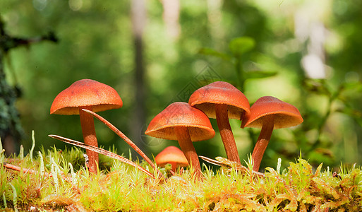 普通的鲁斯特吉尔菌类蔬菜木头季节生长动物群植物森林荒野蘑菇图片