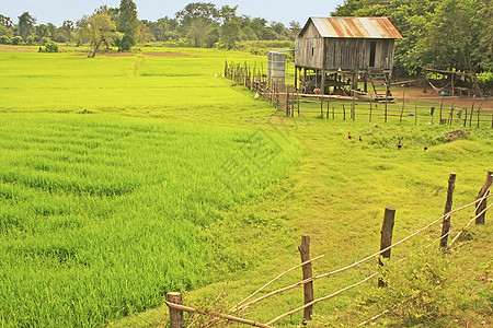 柬埔寨 东南亚大米田附近的Stilt房屋场地坎皮稻田房子小屋绿色高跷贫困沉降村庄图片