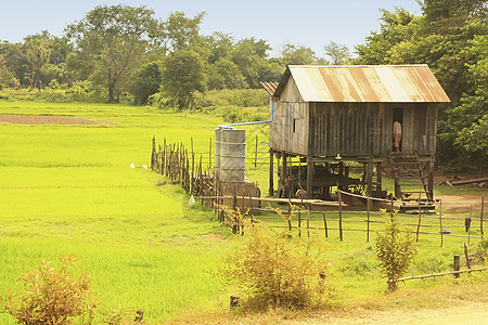 柬埔寨 东南亚大米田附近的Stilt房屋贫困村庄小屋场地稻田建筑学沉降绿色房子坎皮图片