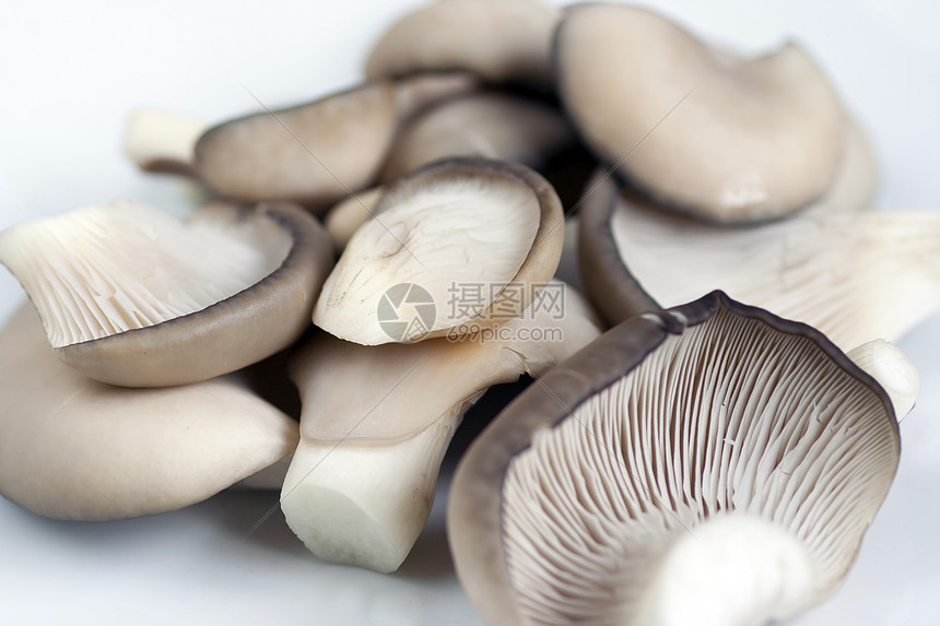 牡蛎帽蘑菇真菌医疗植物美味伞菌食物平菇宏观牡蛎盖侧耳图片