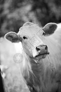 奶牛绿色农场白色家牛农业动物晴天牛肉园景文化图片