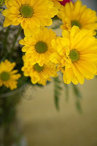 黄色花朵缝合叶子宏观美丽植物橙子花瓣墙纸太阳花园团体图片