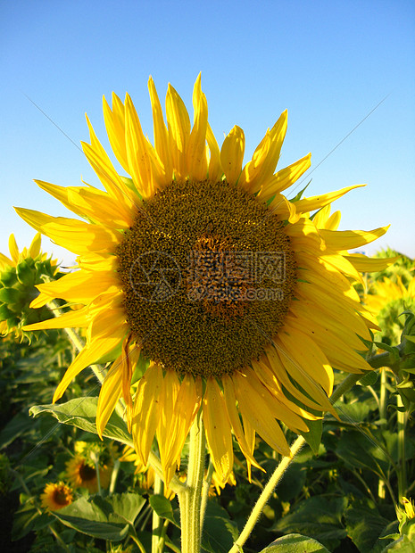 美丽的黄向日葵花蜜翅膀生活蓝色种子爪子昆虫花园季节收成图片