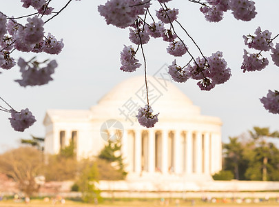 和Jefferson纪念会纪念馆潮汐节日季节旅游直流电花朵公园城市盆地图片