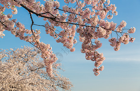 日本樱花花花的宏观照片详细集图直流电阳光天空晴天白色花朵蓝色枝条节日樱花图片