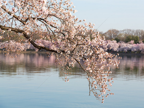 日本樱花花花的宏观照片详细集图花朵粉色阳光直流电盆地晴天樱花潮汐白色枝条图片