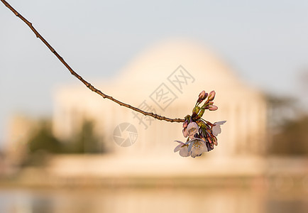 和Jefferson纪念会城市公园花朵节日潮汐盆地建筑学直流电纪念碑旅游图片