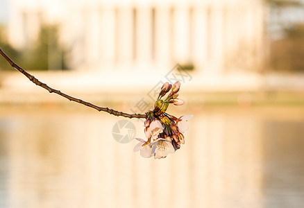 和Jefferson纪念会纪念碑潮汐纪念馆花朵季节节日建筑学盆地旅游城市图片