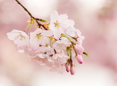 日本樱花花花的宏观照片详细集图樱花直流电白色阳光粉色花朵晴天枝条节日图片