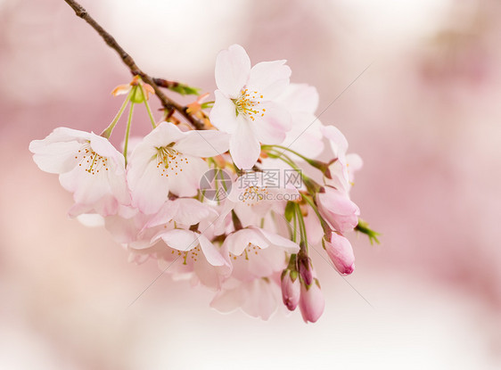 日本樱花花花的宏观照片详细集图樱花直流电白色阳光粉色花朵晴天枝条节日图片
