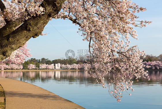 详细介绍日本樱花花花牛奶宏观国王阳光晴天花朵纪念馆节日直流电池塘图片