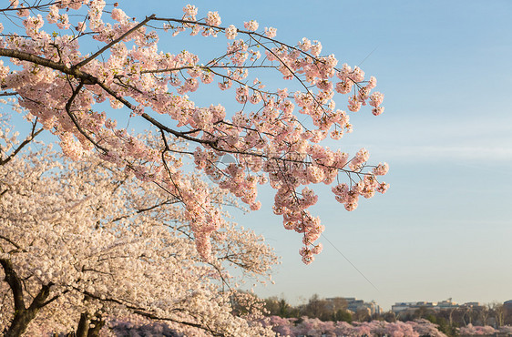 日本樱花花花的宏观照片详细集图天空花朵枝条节日直流电阳光粉色晴天樱花蓝色图片