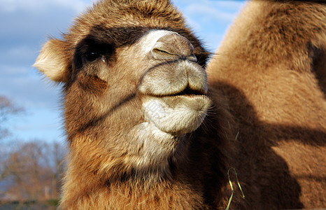 骆驼头勘探荒野孤独旅行者金子游客旅行旅游烧伤图片