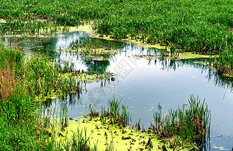 堆积芦苇荒野环境水池树叶池塘生态苔藓粘液绿色图片
