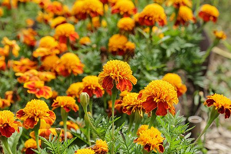 橙花花金盏花园艺宏观绿色弹簧草地花瓣叶子橙子植物图片