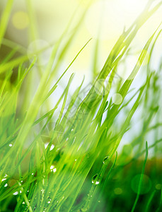 软模糊绿草背景农场绿色花园阳光草地太阳叶子活力植物群天空图片