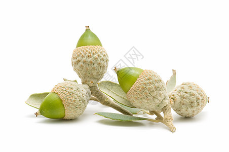 橡橡果食物营养干果宏观水果植被白色绿色木头图片
