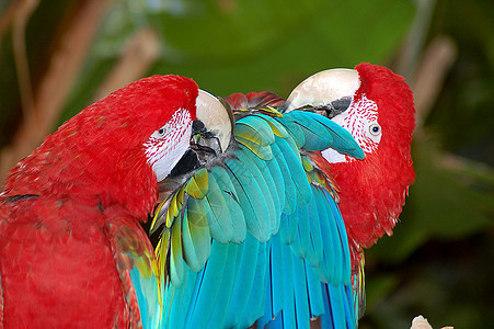 两只金刚鹦鹉羽毛动物园动物热带情调蓝色翅膀红色异国野生动物图片