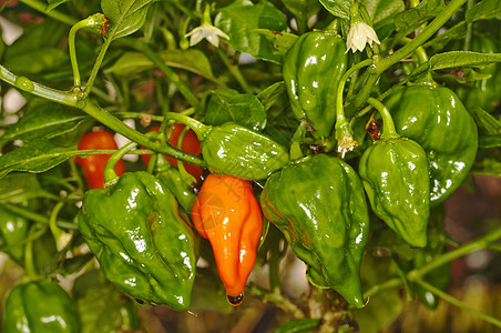 奇利纳加乔洛基亚团队季节蔬菜鬼椒水果团体香料植物食物美食图片