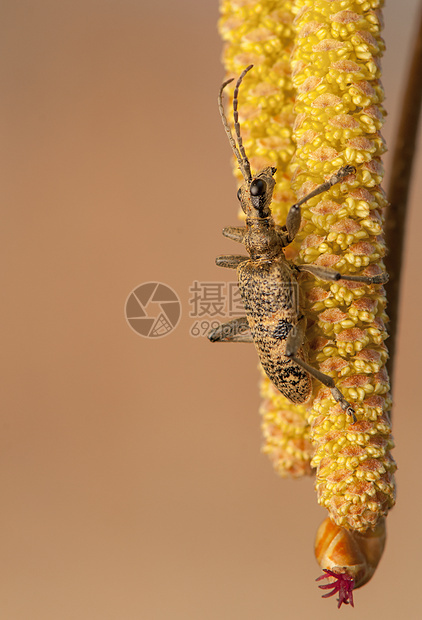 毛毛藻动物群甲虫宏观天线女性昆虫触角枝条昆虫学长角牛图片