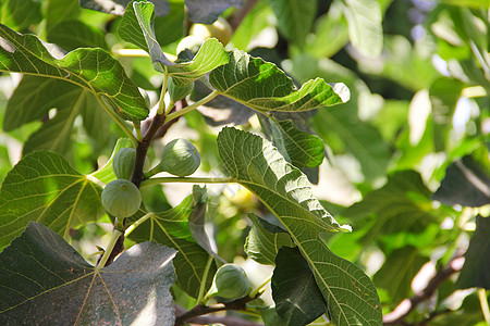 树上绿色无花果叶子花园食谱植物学种子宏观生长水果市场甜点图片